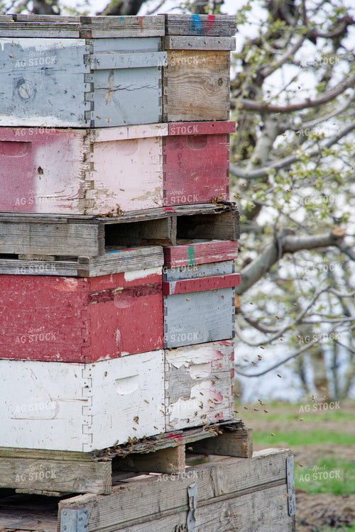 Beehives in Cherry Orchard 146089