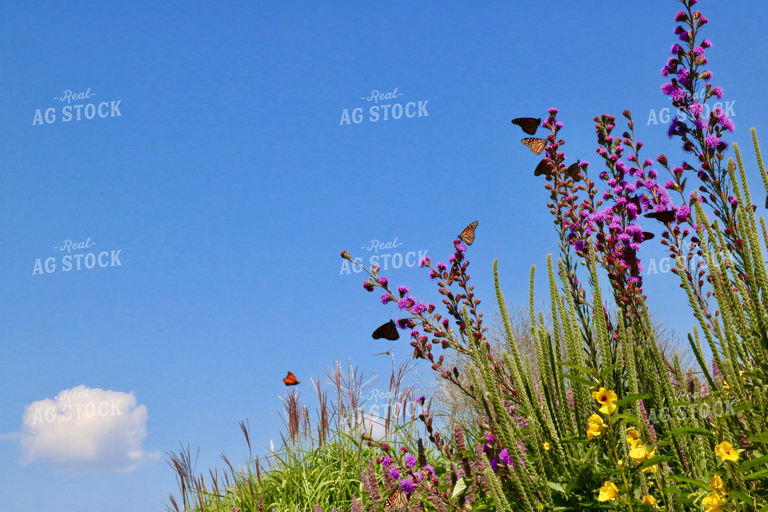 Monarch Butterflies 299213