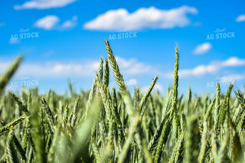 Wheat 56136