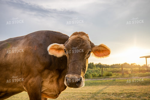 Brown Swiss Cow 270328