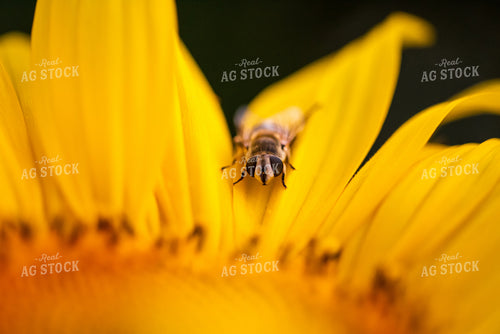 Bee on Sunflower 76294