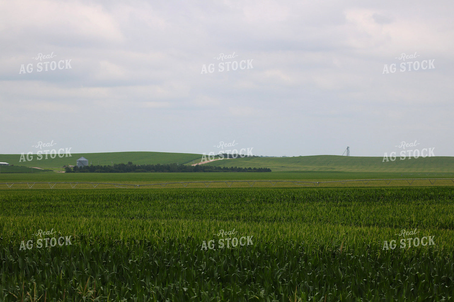 Midseason Corn 82301