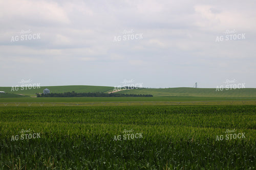 Midseason Corn 82301