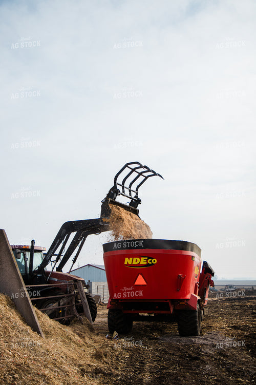 Feeding Cattle 67603