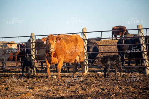 Calving Season 155541