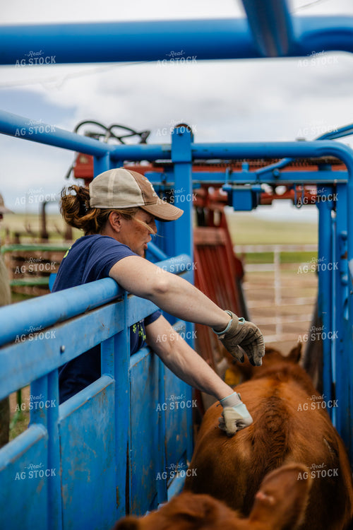 Rancher Handling Cattle in Chute 97207