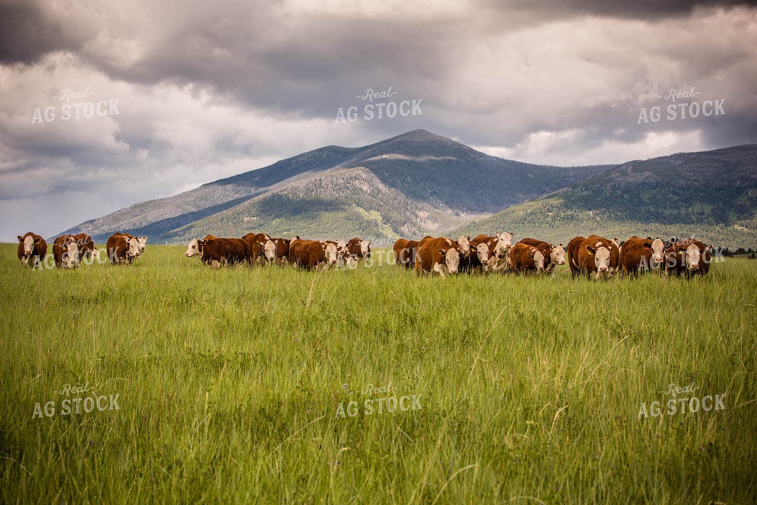 Hereford Cattle in Pasture 81013