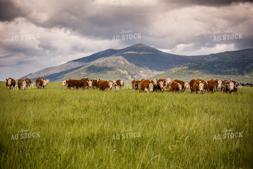 Hereford Cattle in Pasture 81013