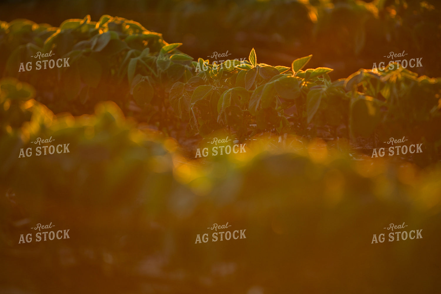 Mid-Season Soybeans 7255