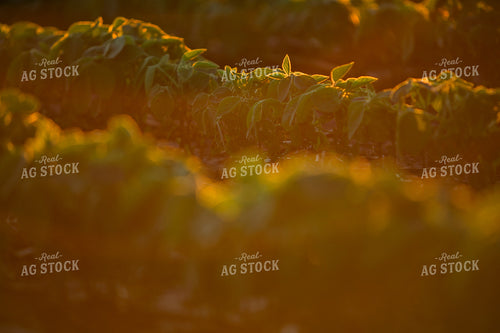 Mid-Season Soybeans 7255