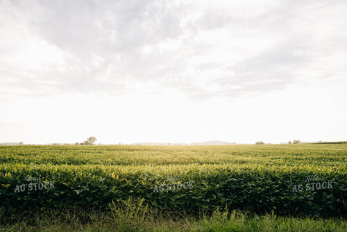 Sunrise over Soybean FIeld 178058