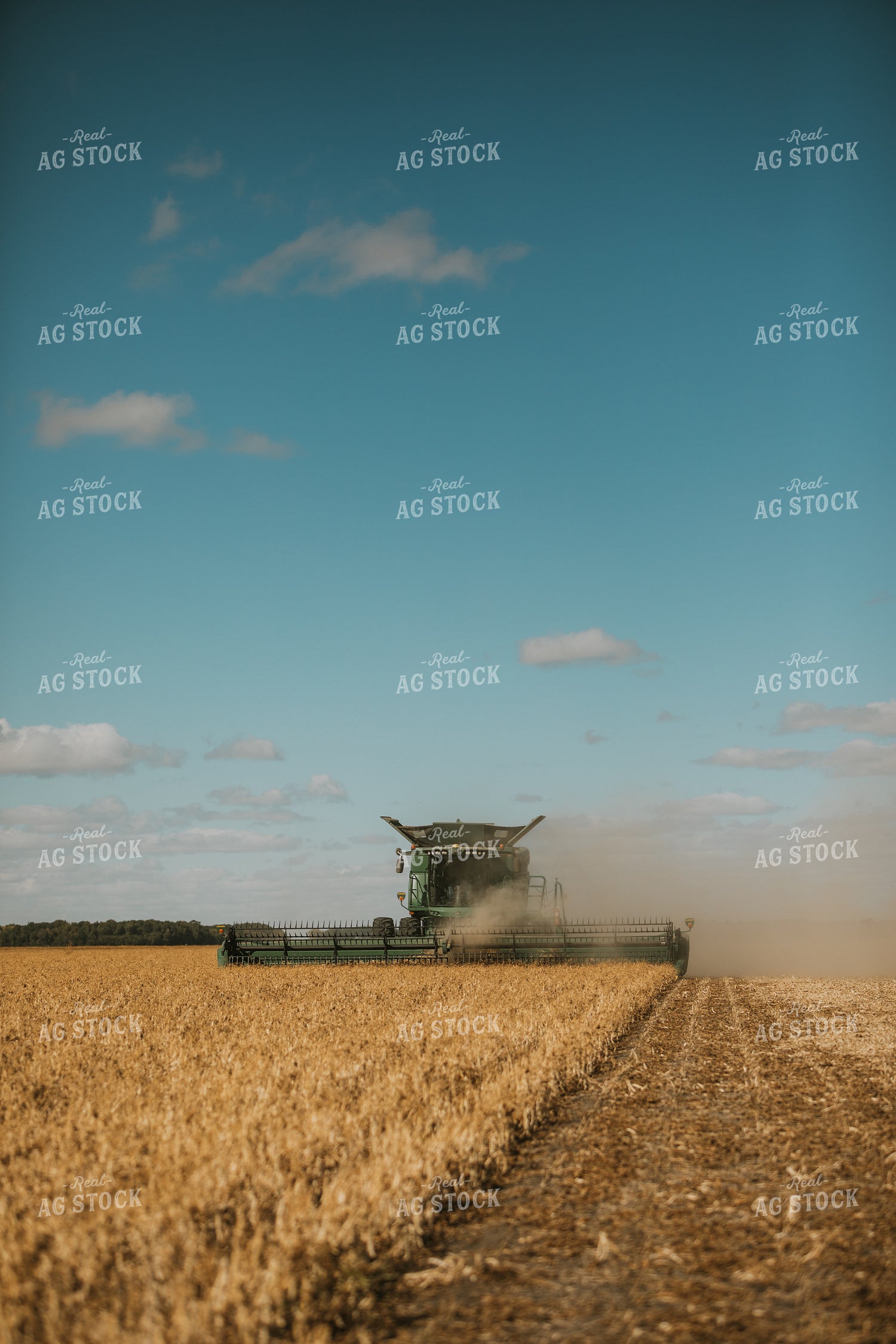 Combine Harvesting Beans 3290