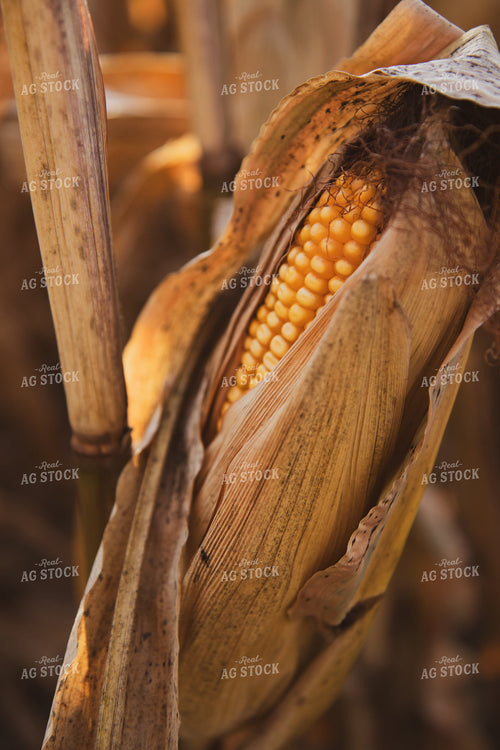 Dried Ear of Corn 67975