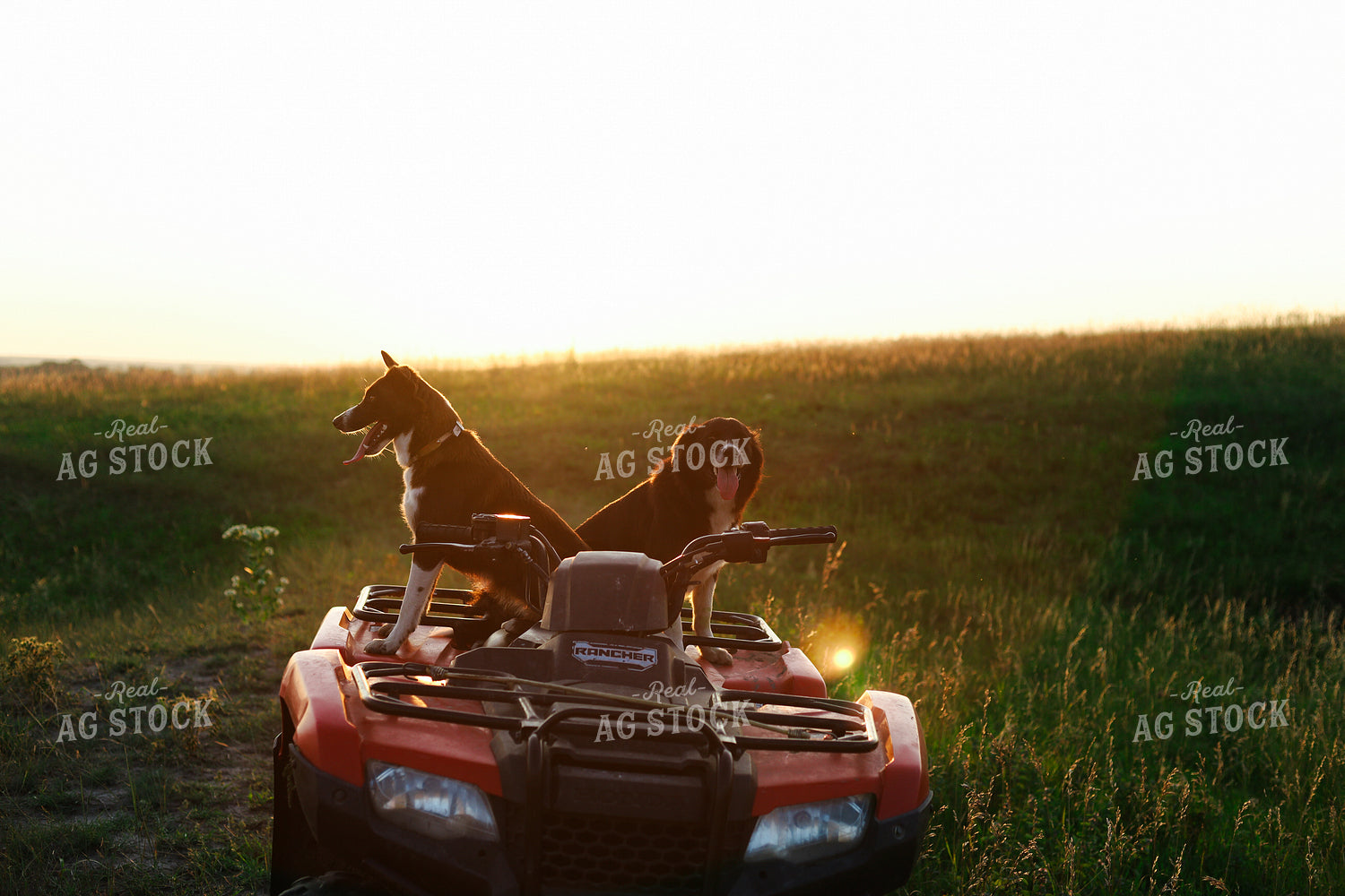 Farm Dogs 123012