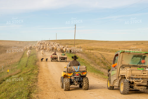 Moving Charolais Cattle 299016