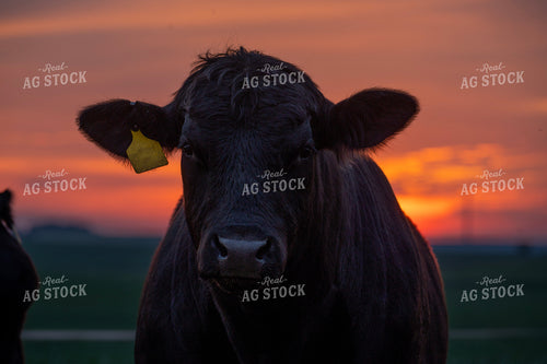 Cow 211011