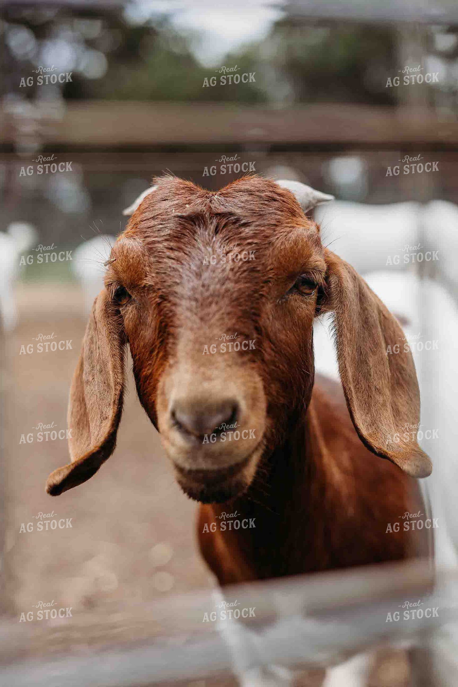 Goat 281073