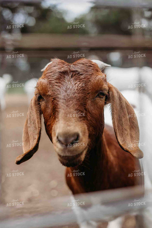 Goat 281073