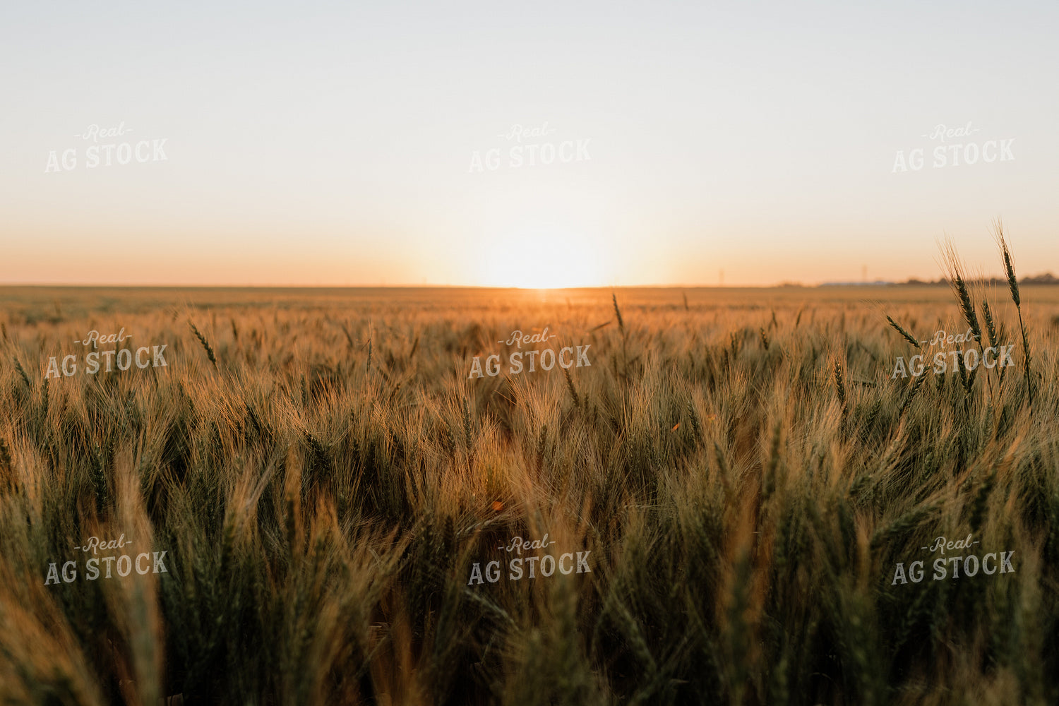 Wheat 234011