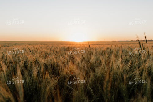 Wheat 234011