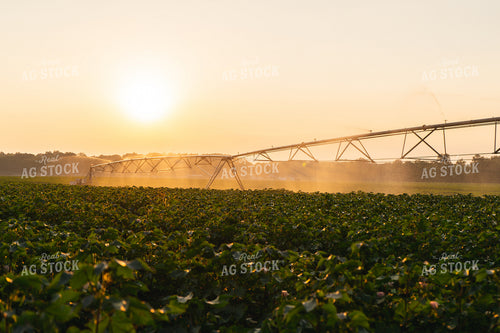 Irrigated Cotton Field 128037