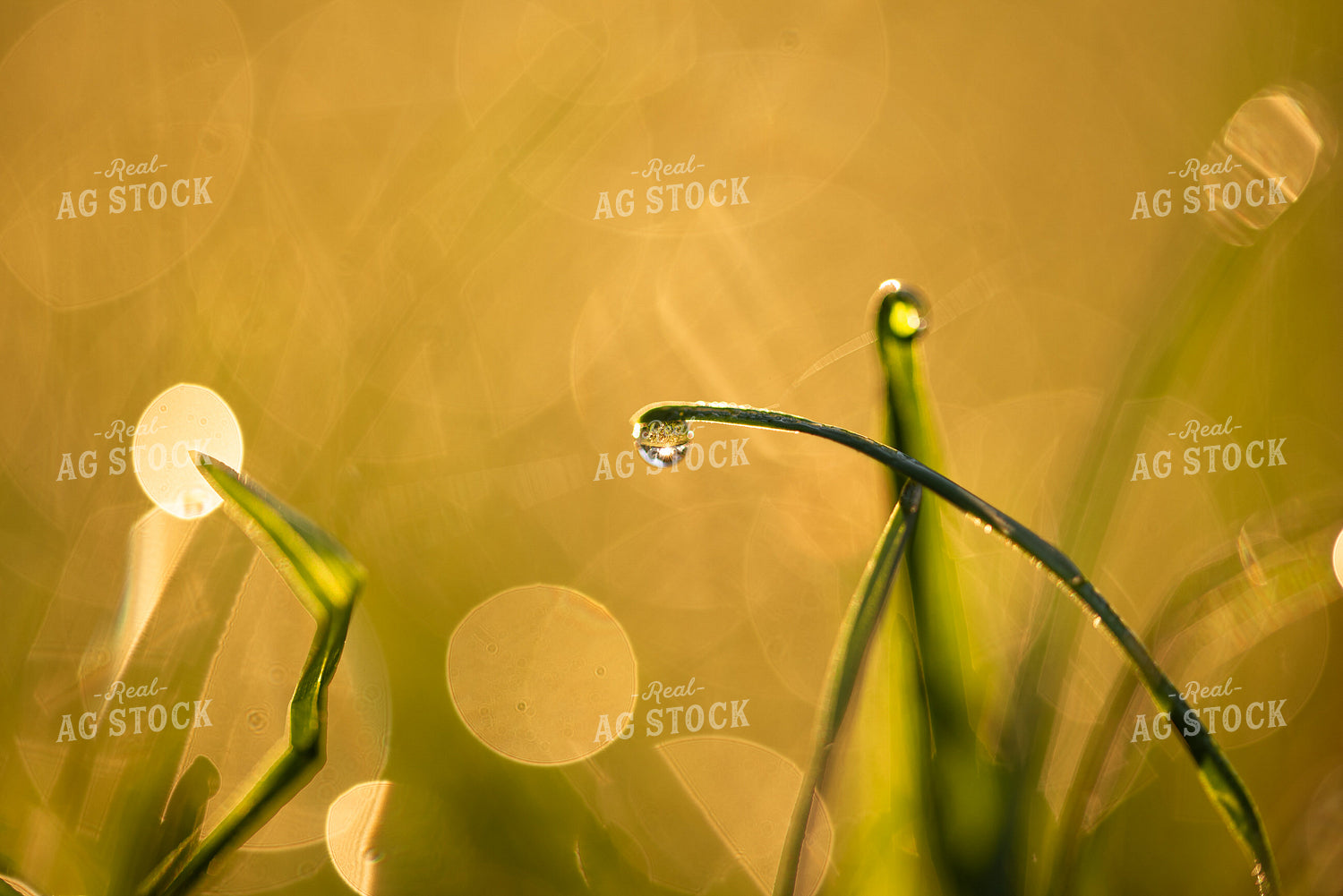 Grass with Dew 76035