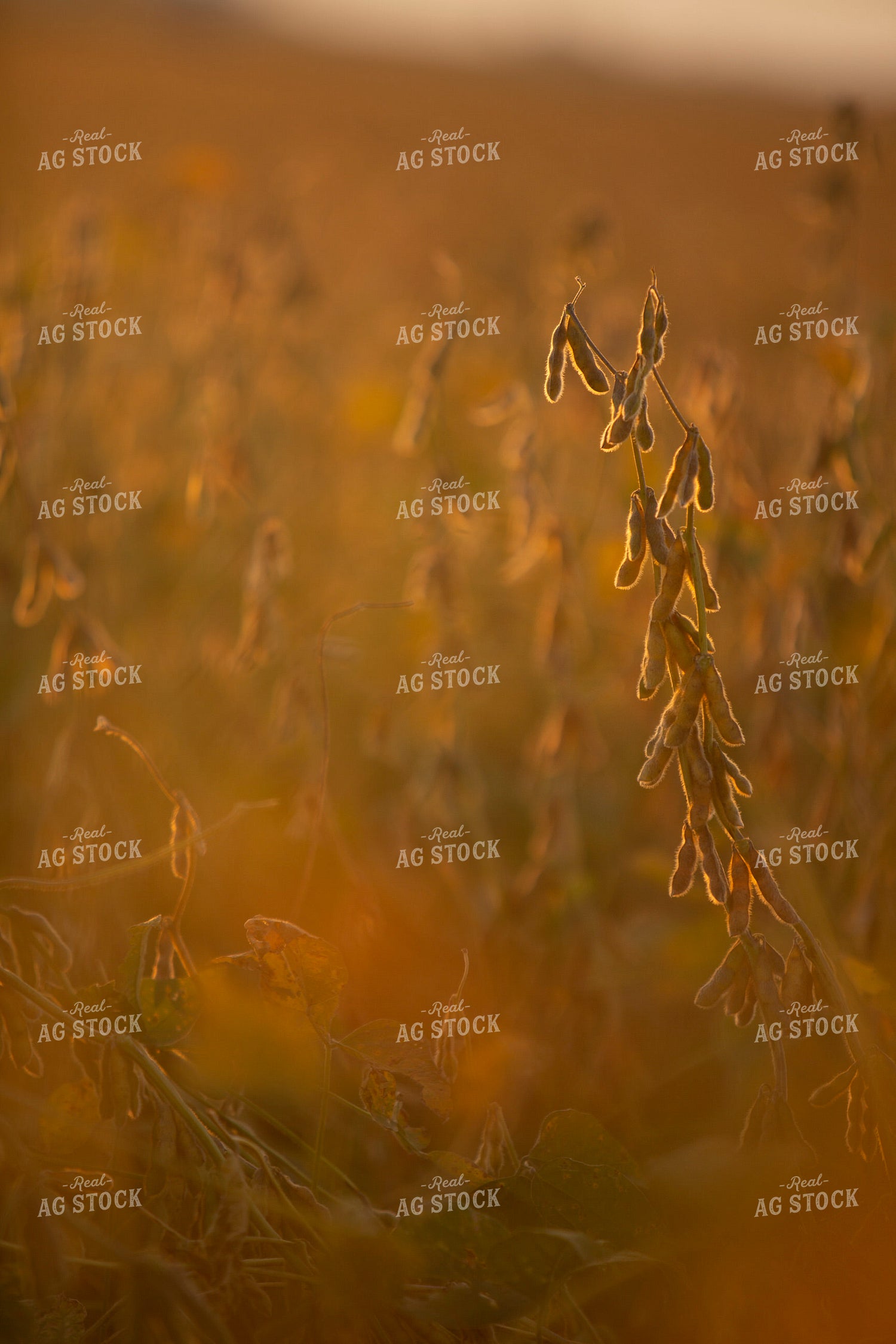 Soybeans - Dry 1523