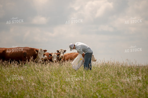 Rancher Giving Mineral to Cattle 212057