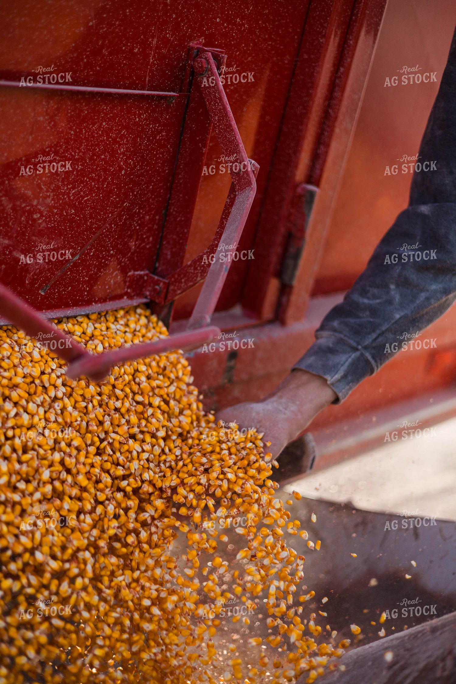 Unloading Corn From Wagon 97280