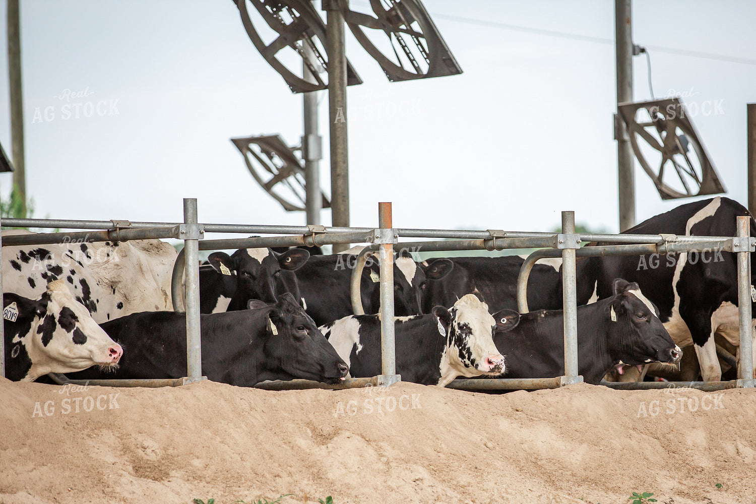 Holstein Cattle in Sand Beds 270221