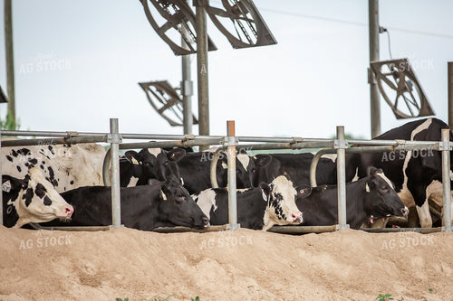 Holstein Cattle in Sand Beds 270221