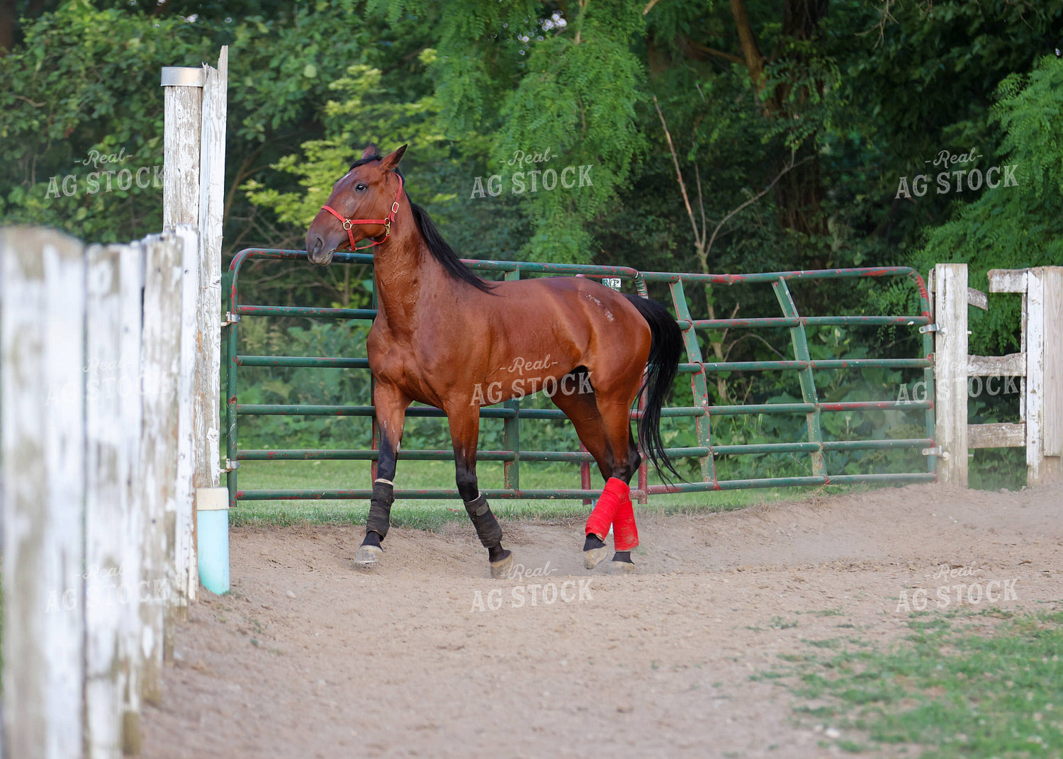 Horse 160087