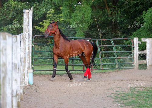 Horse 160087