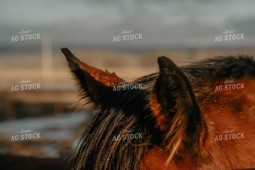 Horse Close Up Ears 58369