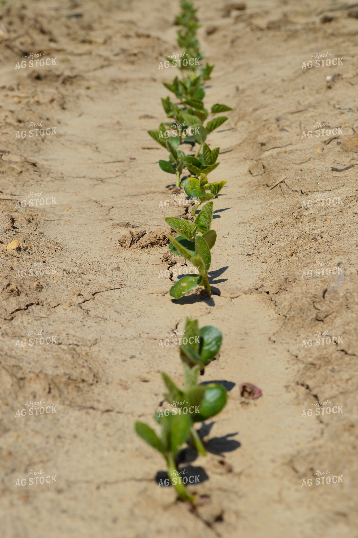 Early Growth Soybeans 206019