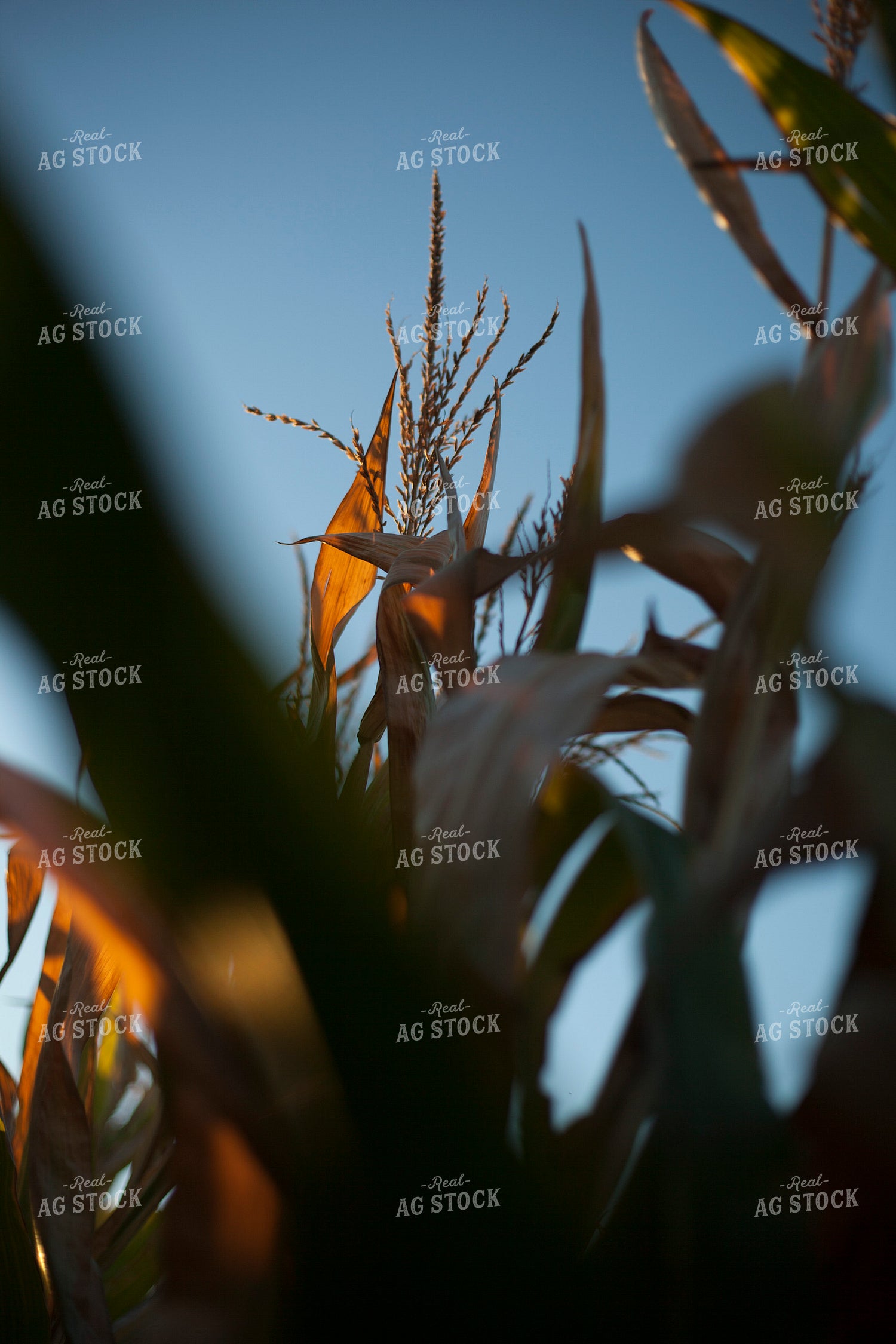 Corn - Dry 1364