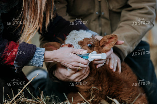 Hereford Calf and Medicine 77089