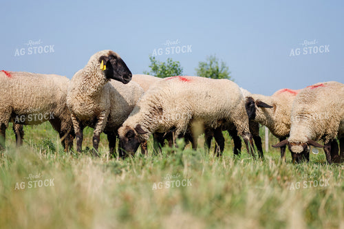 Sheep 261001