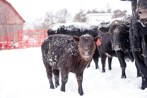 Angus Cow Calf in Snow 74037
