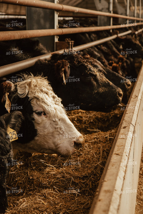 Cattle Eating in Feedlot 67627