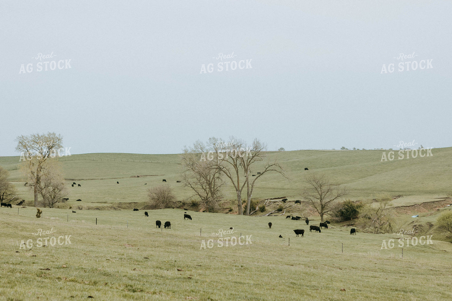 Angus Cows in Pasture  77018