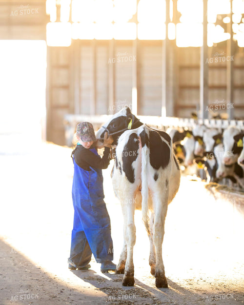 Farm Girl with Dairy Calf Heifer 55060