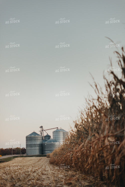 Partially Harvested Corn Field 9502