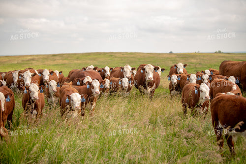 Hereford Cattle on Pasture 212051