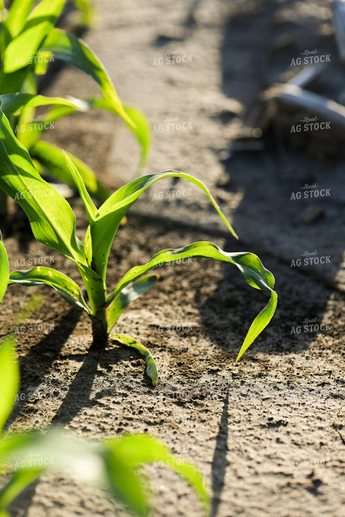 Early Growth Corn 191091