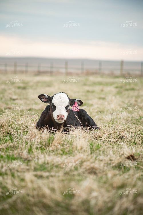 Black Baldy Calf 155698