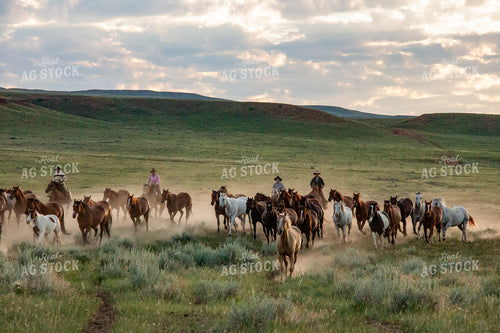 Herding Horses 188085