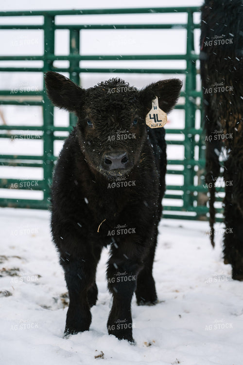 Angus Calf in Snow 269023