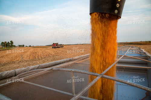 Grain Cart Unloading into Semi with Combine in Background 25475
