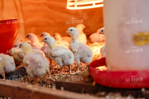 Chicks 161065